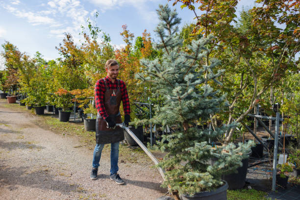 Best Hazardous Tree Removal  in Weston, WV